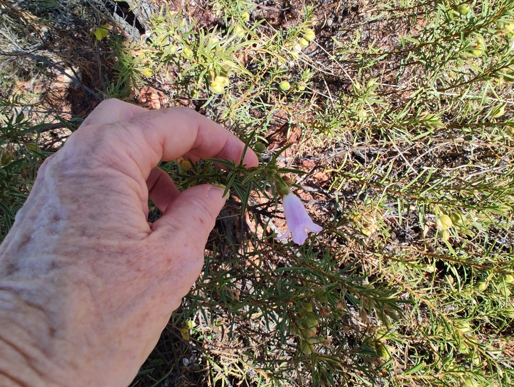 Eremophila goodwinii