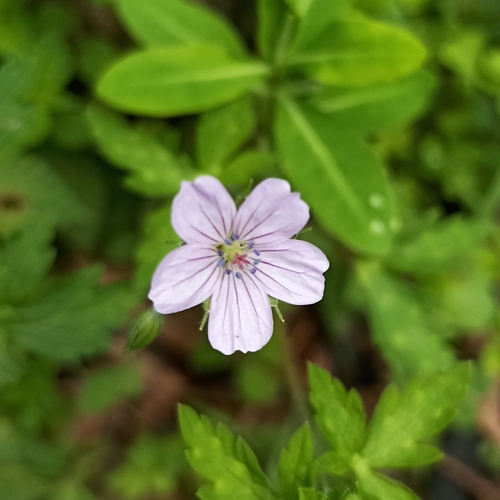 Geranium nepalense