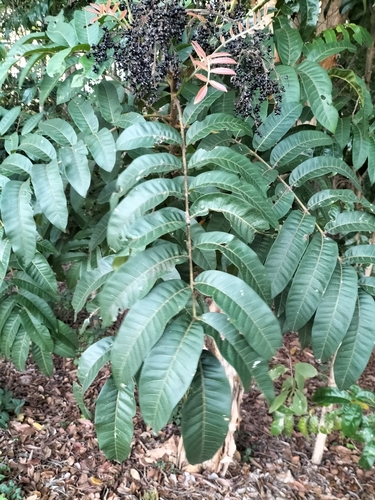 Image of Rhus taitensis by (c) Matthew Borella, some rights reserved (CC BY)