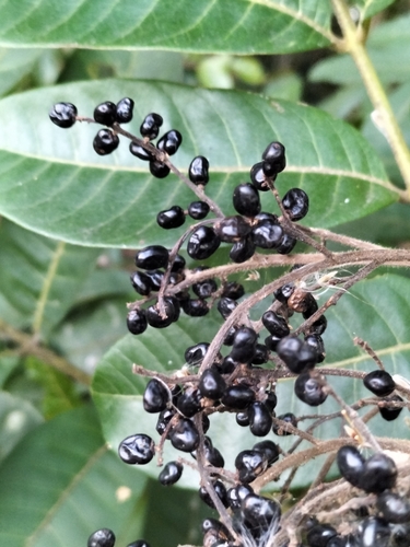 Rhus taitensis