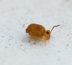 Sminthurinus henshawi