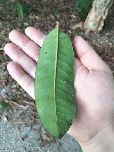 Image of Rhus taitensis by (c) Matthew Borella, some rights reserved (CC BY)