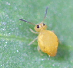 Sminthurinus henshawi