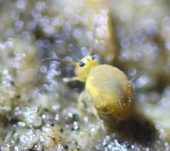 Sminthurinus henshawi