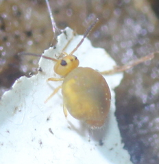 Sminthurinus henshawi