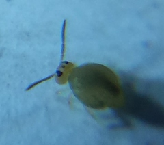 Sminthurinus henshawi