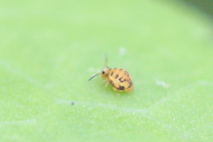 Sminthurinus henshawi