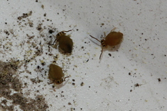 Sminthurinus henshawi