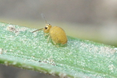 Sminthurinus henshawi