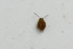 Sminthurinus henshawi