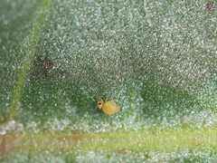 Sminthurinus henshawi