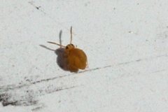 Sminthurinus henshawi