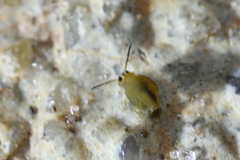 Sminthurinus henshawi