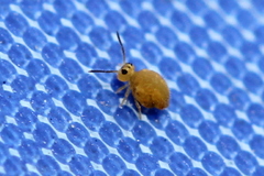 Sminthurinus henshawi