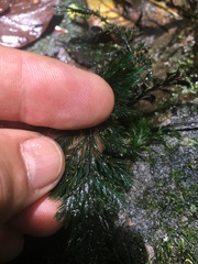 Trichomanes johnstonense