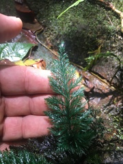 Trichomanes johnstonense