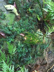 Trichomanes johnstonense