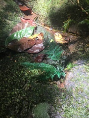 Trichomanes johnstonense