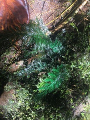 Trichomanes johnstonense