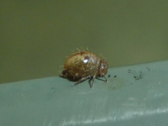 Allacma fusca