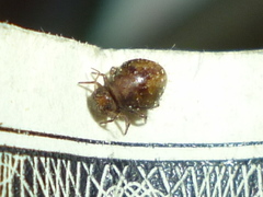 Allacma fusca