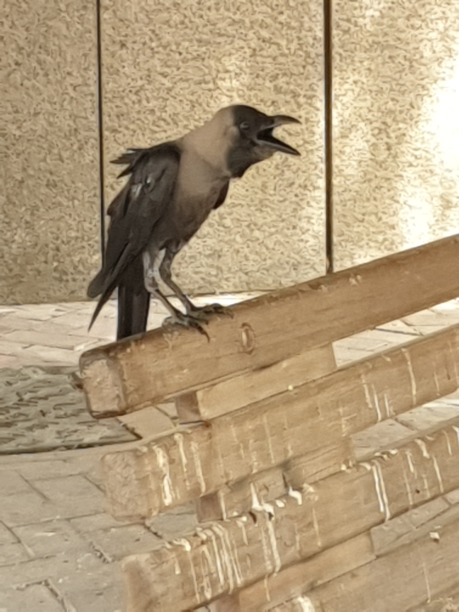 House Crow