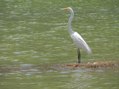 Ardea alba