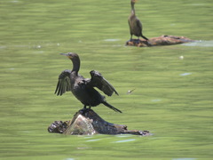 Nannopterum brasilianum