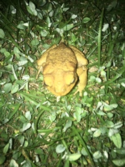 Rhinella marina