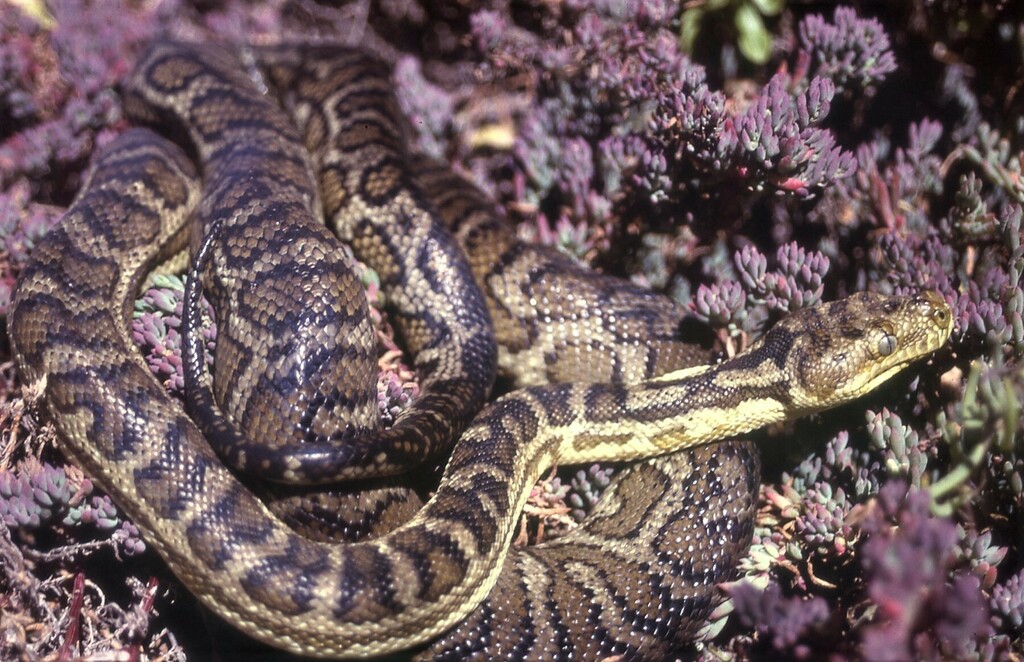 Southwestern Carpet Python in September 2002 by Graham Armstrong ...