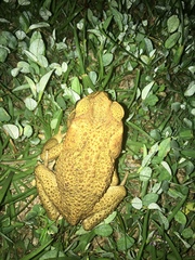 Rhinella marina