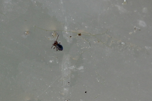 Sminthurides bifidus