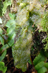 Mesotaenium macrococcum