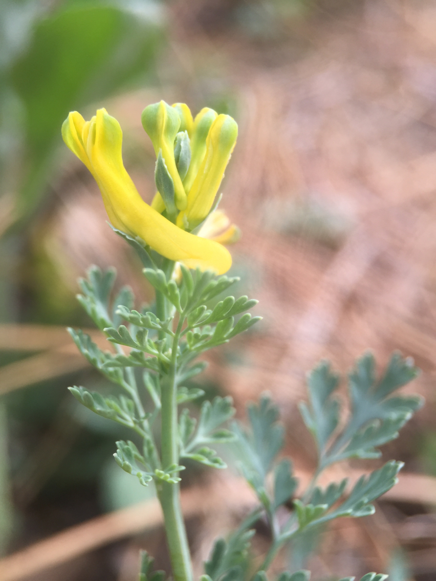 Corydalis micrantha ssp. texensis