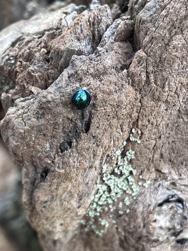 Steelblue Lady Beetle photographed in Hawaii