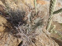 Pellaea mucronata mucronata