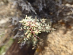 Pellaea mucronata mucronata