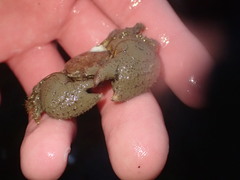 Pachycheles pubescens