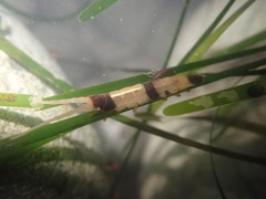 Pentidotea montereyensis