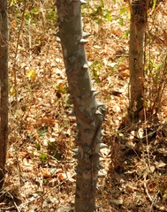Zanthoxylum arborescens