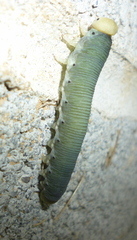 Trichiosoma triangulum