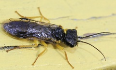 Pamphiliidae