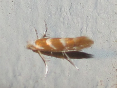 Phyllonorycter argentinotella