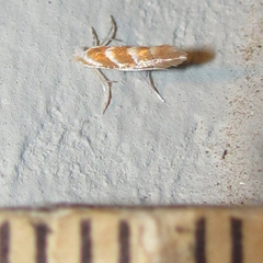 Phyllonorycter argentinotella