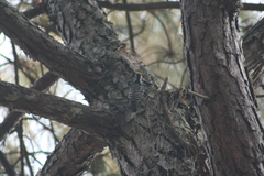 Dendrocoptes auriceps