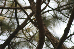 Dendrocoptes auriceps