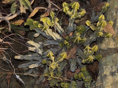 Euphorbia memoralis image