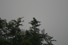 Psittacula krameri