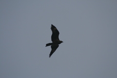 Milvus migrans