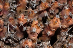 Euphorbia acervata image